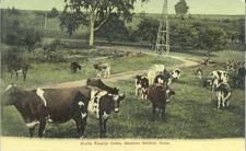 SA0323 - Photo showing cows in a field. Identified on the front. Associated with the North Family., Winterthur Shaker Photograph and Post Card Collection 1851 to 1921c